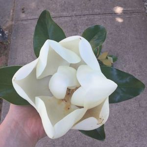 Meet your Posher, Mackenzie